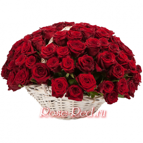 Роза красная моя