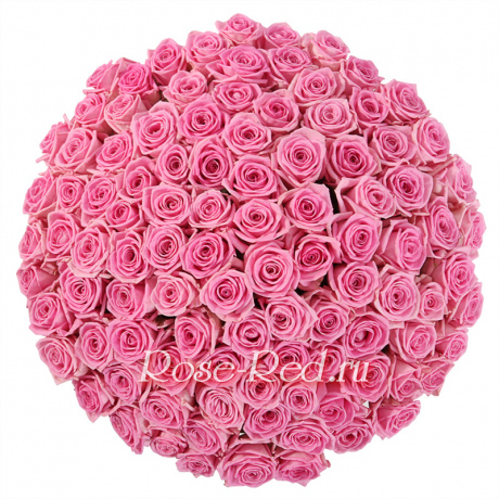 В розовом саду 101 роза