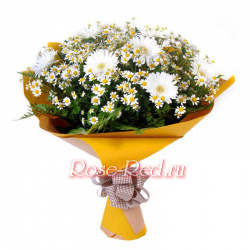 Ромашковое поле