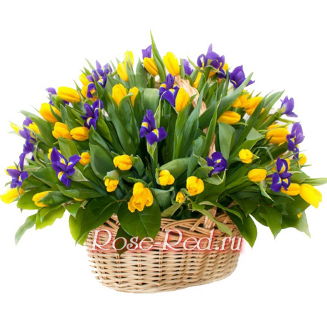 Восход Венеры