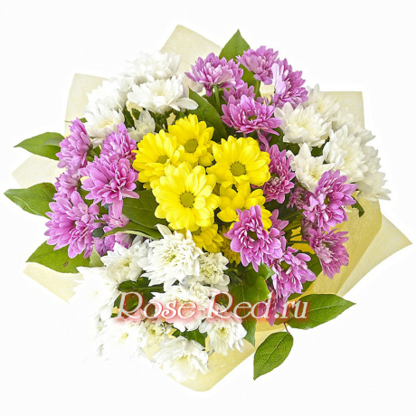 Разноцветные хризантемы