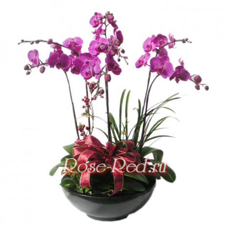 Композиция из орхидей