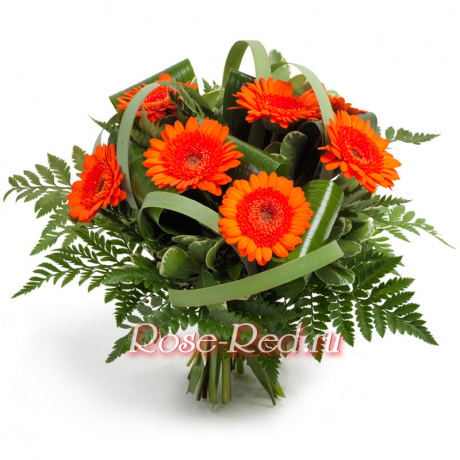 Пламенный привет. Герберы с зеленью